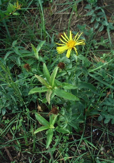 Pentanema salicinum (=Inula salicina) / Enula aspra